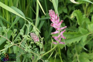 Fumaria officinalis (7)